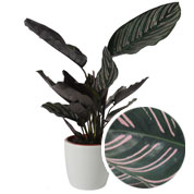 Calathea 'Ornata' + Cache pot Blanc